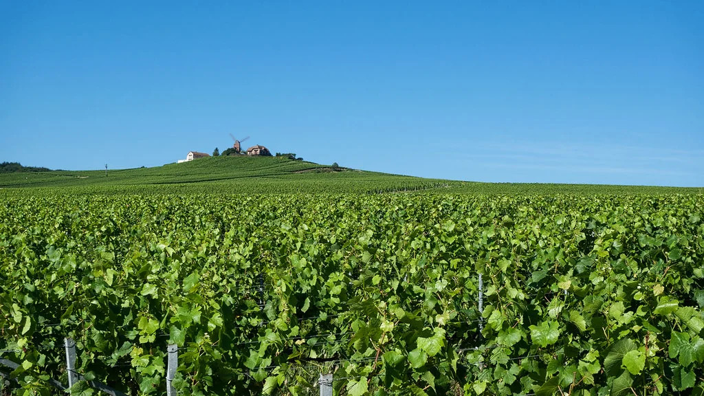 Vineyard rows reflecting the winery landscape around Blue Crane Bistro.